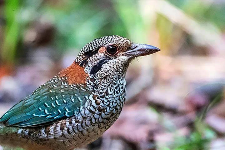 Scaly Ground Roller